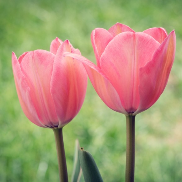 two_tulips